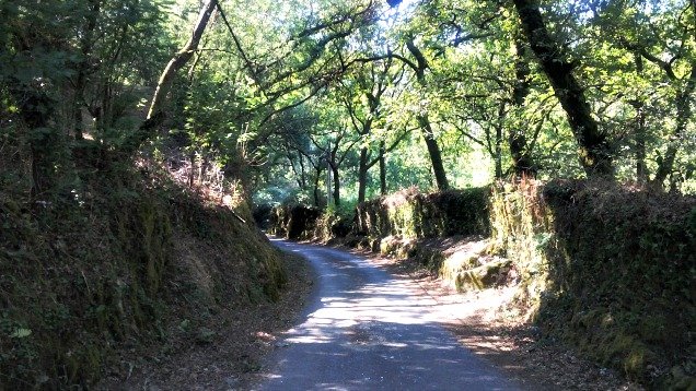 Camino sombreado por árboles