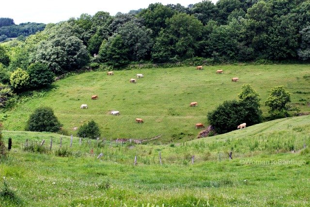 camino-frances-prados-vacas-taller-del-camino-de-santiago-womantosantiago