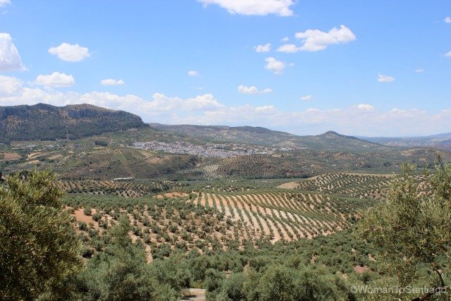 camino-mozarabe-cordoba-olivos