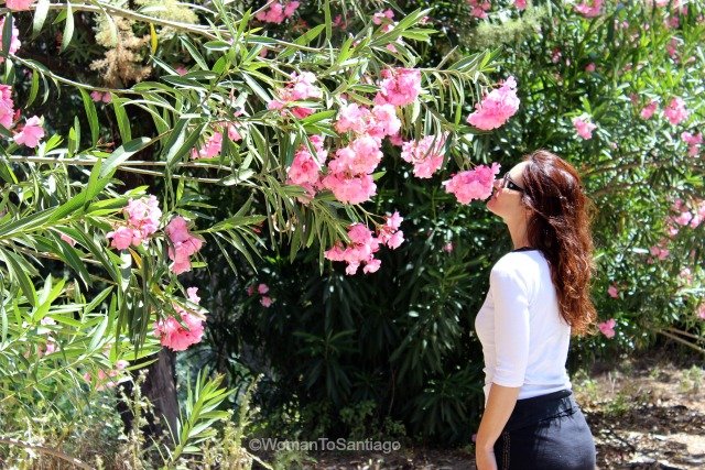 camino-mozarabe-cordoba-rosas-womantosantiago