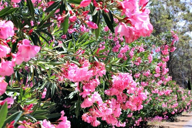camino-mozarabe-cordoba-rosas
