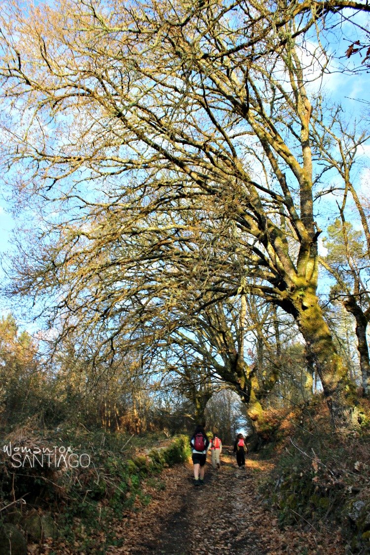 foto de senda por camino de santiago bosque-camino-sanabres