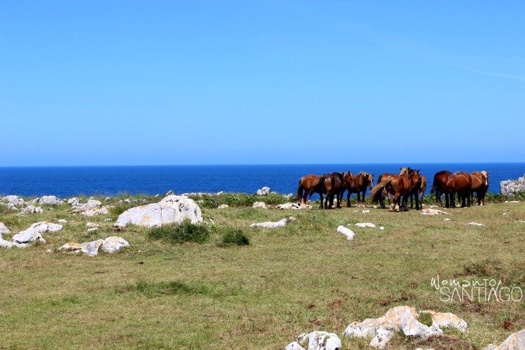 caballos-salvajes-camino-de-santiago-asturias foto de caballos
