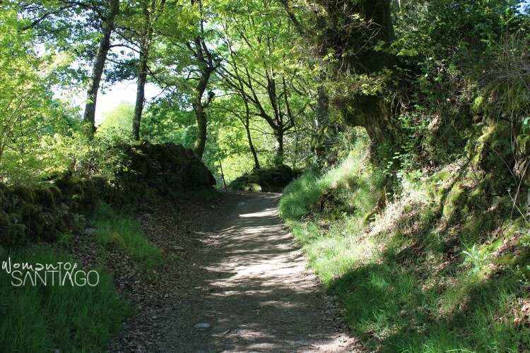 sendero en un robledo del Camino de Santiago
