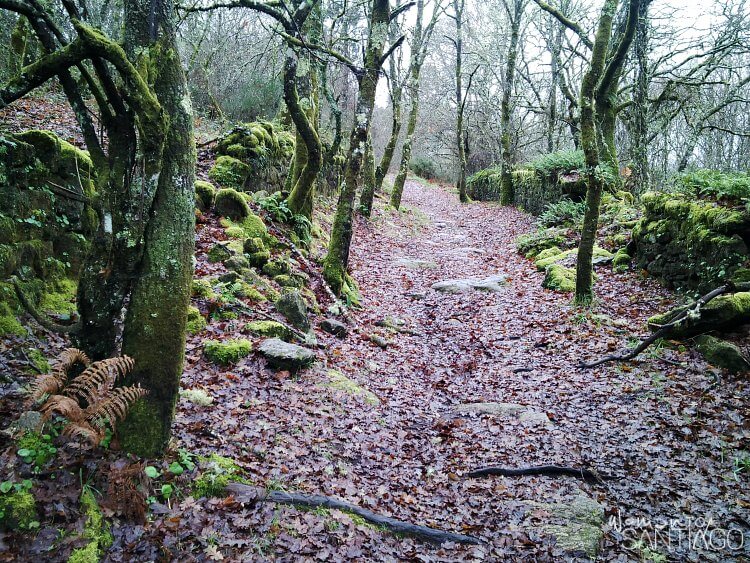 sendero del camino de santiago con hojas caidas