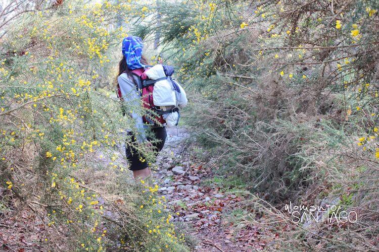 ¿El Camino con más naturaleza? Peregrina caminando en bosque frondoso
