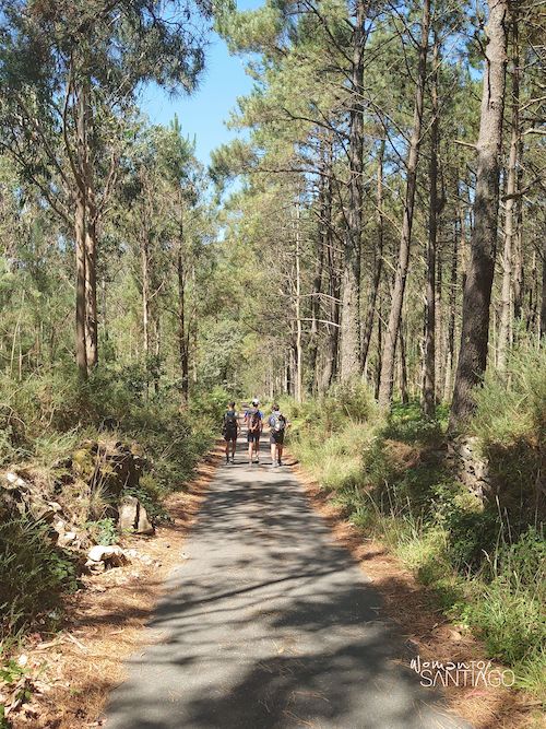 Camino de Santiago entre árboles