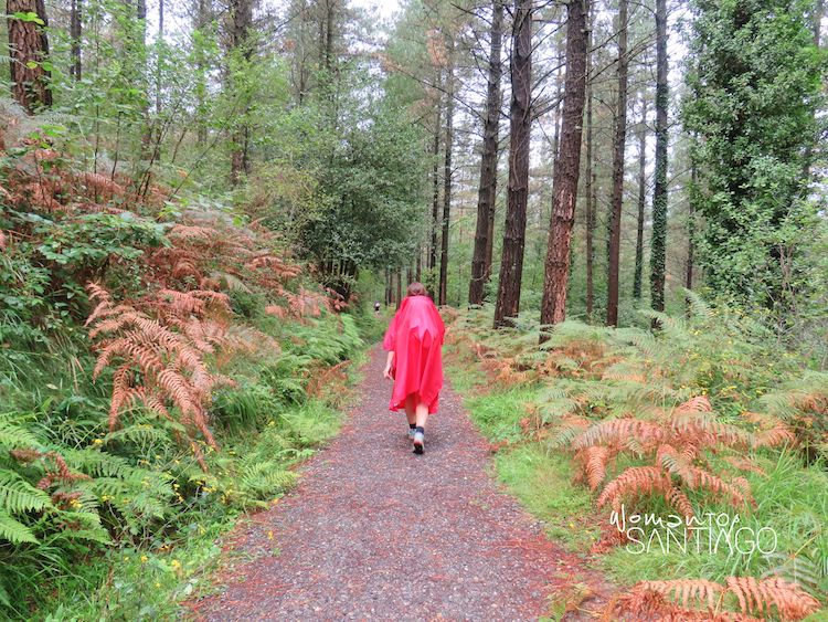 Peregrina bajo la lluvia en un bosque de coníferas de Marmiz